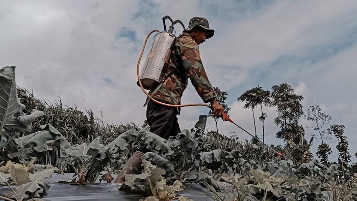 Mahasiswa gelar sosialisasi membuat pestisida organik bagi warga di Boyolali. Kegiatan itu dilakukan guna bantu warga atasi hama tanaman dengan biaya yang murah
