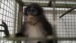 Ini Dia Monyet Surili yang Sempat Disangka Siluman di Cianjur