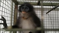 Spesies primata endemik Jawa Barat yang hampir punah dan sempat dijadikan Maskot PON XIX itu sering terlihat berkeliaran di sejumlah kampung di Desa Sukaraharja sejak dua bulan terakhir.
