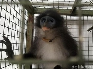 Warga Pelihara Hewan Dilindungi, Plt Bupati Cianjur: Serahkan ke BBKSDA