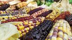 Warna-warni Jagung Pelangi Khas Cianjur