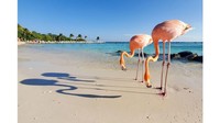 Potret flamingo berkumpul di Pantai di Aruba. Pemenang kategori foto yang diambil melalui smartphone atau tablet ini diberikan kepada fotografer AS, Benjamin Shaul (Foto: TPOTY/CNN)
