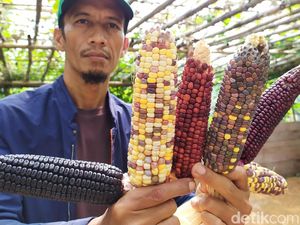 Unik! Jagung Pelangi Tumbuh Subur di Cianjur