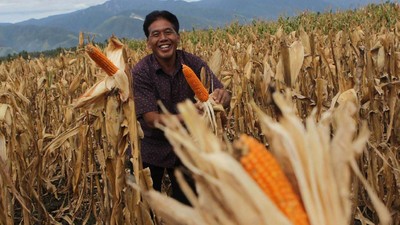 Petani Sigi Panen Jagung