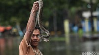 Bahkan seorang warga memamerkan seekor ular yang ditemukannya saat banjir.