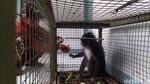 Ini Dia Monyet Surili yang Sempat Disangka Siluman di Cianjur