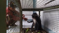 Warga memberikan makanan kepada monyet langka tersebut.