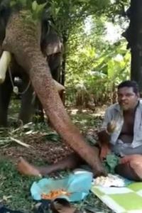 Gemas! Gajah Imut Ini Asyik Makan Bareng Pawangnya hingga Comot Nasi
