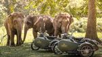 Potret Penginapan bareng Gajah