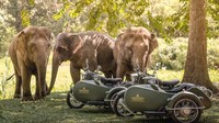 Transportasi unik ini akan menawarkan perjalanan mengasyikkan di sekitar resor sampai hutan utara Thailand yang rimbun. Perjalanan bisa dilakukan ke daerah pegunungan mistis Doi Tung, ujung paling utara Thailand dan titik tertinggi dari jajaran gunung Doi Nang Non. (Anantara Golden Triangle Elephant Camp & Resort)