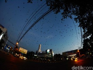 Kisah Ribuan Burung Pengungsi yang Bertamu di Alun-alun Kota Banjar