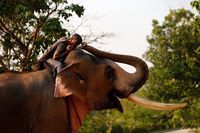 Gemas! Gajah Imut Ini Asyik Makan Bareng Pawangnya hingga Comot Nasi