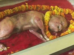 India Juga Pernah Heboh Sapi Mati Titisan Dewa