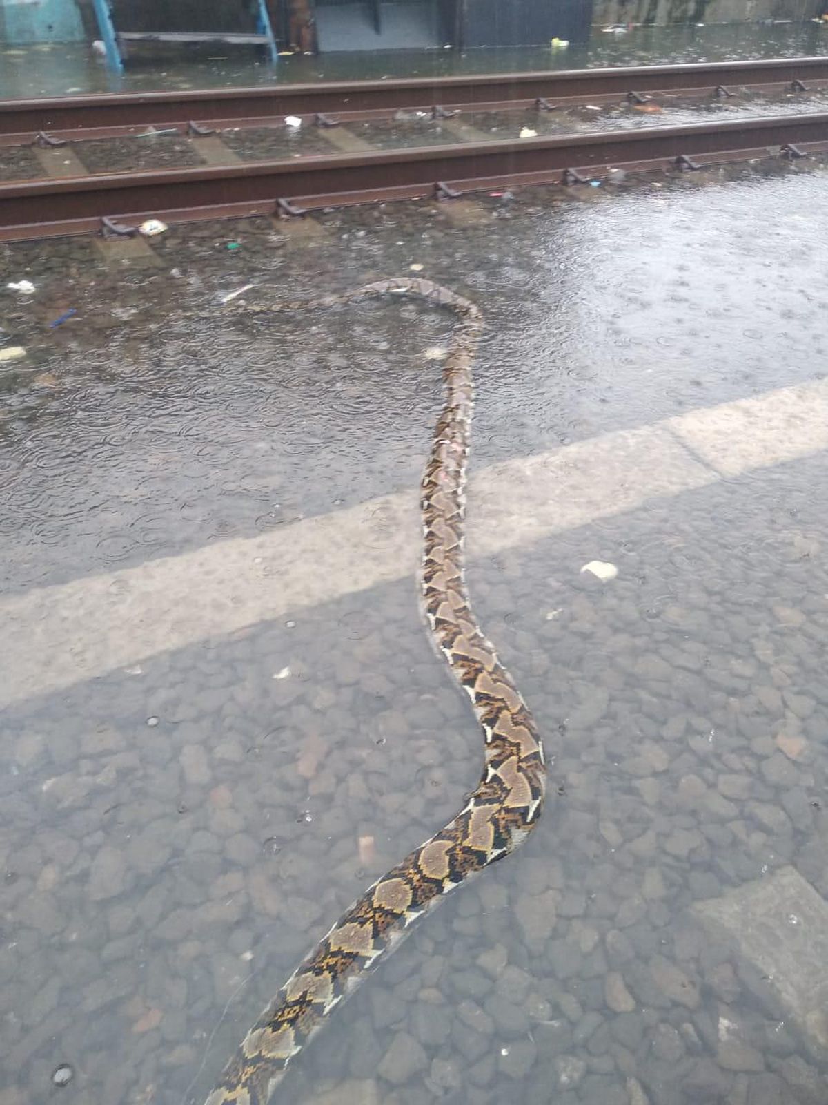 Porno casting ru video Selülitli mega-katta dumbalarning fotosuratlari