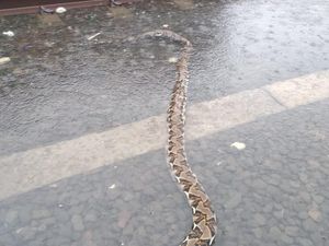 Ular Sanca 4 Meter Ditemukan di Perlintasan Kereta di Ancol Saat Hujan