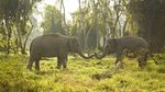 Potret Penginapan bareng Gajah