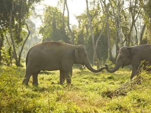 Video Gajah Dimutilasi Warga di Riau