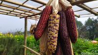 Si Cantik Jagung Pelangi Cianjur Aman Dikonsumsi dan Kaya Nutrisi