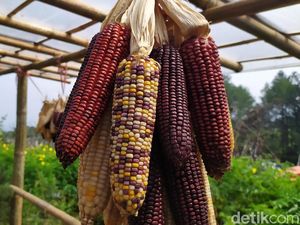 Ini Rahasia Jagung di Cianjur Bisa Warna-warni seperti Pelangi
