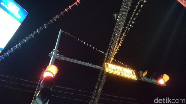 Kearifan Lokal Lindungi Ribuan Burung Pengungsi di Alun-alun Kota Banjar