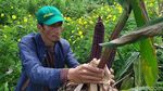 Warna-warni Jagung Pelangi Khas Cianjur