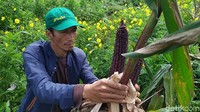 Adalah Luki Lukman Hakim, petani asal Desa Cirumput, Kecamatan Cugenang. Ia berhasil menanam dan mengembangkan varietas jagung unik tersebut.