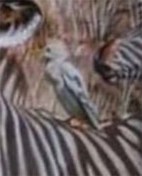 Tes Psikologi: Hewan yang Pertama Kali Kamu Lihat Ungkap Kepribadianmu