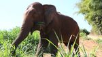 Potret Penginapan bareng Gajah