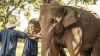 Di dalam penginapan, ada tur yang dinamakan Walking With Giants. Pengunjung akan berkeliling lihat kehidupan para gajah ditemani dengan dokter atau ahli biologi. (Anantara Golden Triangle Elephant Camp & Resort)