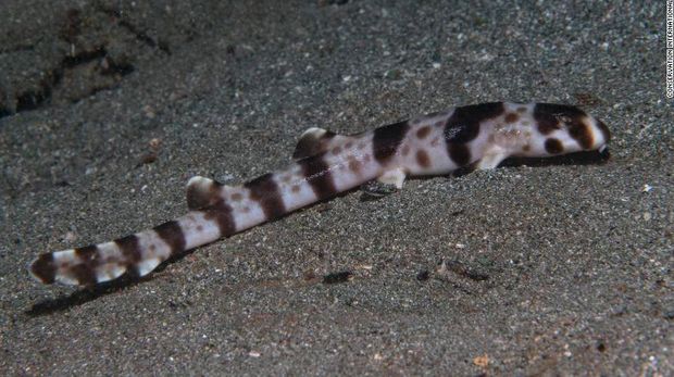 Studi yang dipublikasikan Marine and Freshwater Research membahas mengenai temuan empat spesies baru hiu berjalan. Para peneliti pun membicarakan juga mengenai dan kapan waktu mereka berevolusi.
