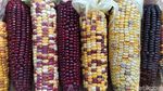 Warna-warni Jagung Pelangi Khas Cianjur