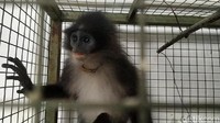 Seekor monyet langka endemik Jawa Barat itu terperangkap dalam jebakan yang dipasang oleh Balai Besar Konservasi Sumber Daya Alam (BBKSDA) Jawa Barat beberapa waktu lalu.