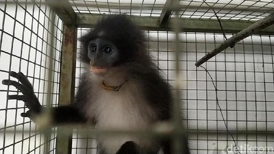 Ini Dia Monyet Surili yang Sempat Disangka Siluman di Cianjur