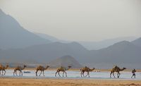 Rombongan unta di Lac Assa, Djibouti (iStock)