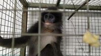 Rencananya, monyet surili tersebut akan dibawa ke kantor desa untuk selanjutnya diserahkan pada petugas dari BBKSDA Jawa Barat.