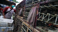 Burung pipit tersebut dibeli dari pedagang di luar kompleks wihara.