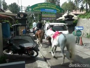 Dampak CFD Bromo, Ojek Kuda Kebanjiran Job