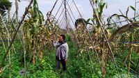 Ladang jagung pelangi Cianjur