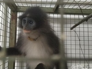 Monyet Surili Siluman di Cianjur Diduga Peliharaan yang Dilepas Pemiliknya