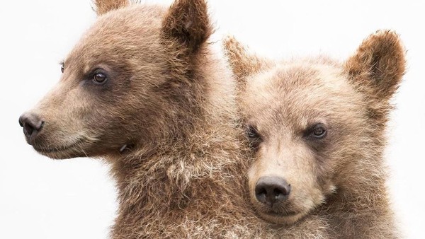 Tak kalah mesra, beruang coklat ini juga terlihat memeluk beruang lainnya dari belakang. Momen ini diambil Eshel di Kamchatka Peninsula (Amit Eshel/instagram)