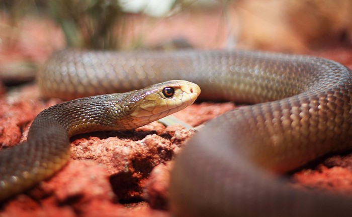 A black mamba lying on red stones