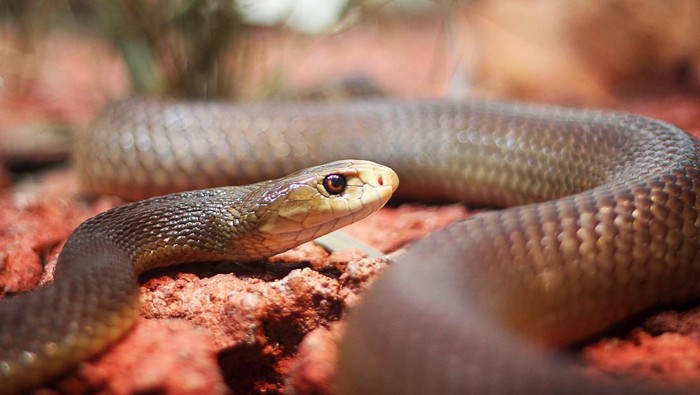 A black mamba lying on red stones