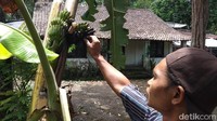 Keberadaan jantung pisang di batang pohon itu diketahui sekitar akhir Desember lalu. Menariknya, meski buah pisang itu muncul di tengah-tengah pohon, di bagian pangkal pohon itu juga memiliki daun seperti pohon pisang pada umumnya.