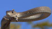 Ada alasan khusus mengapa Kobe memilih nama Black Mamba. Black Mamba dideskripsikan sebagai ular yang sangat agresif jika terancam, dan punya bisa yang mematikan. (iStock)