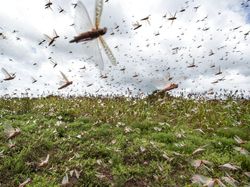 Bencana Teror Belalang yang Mengerikan di Afrika