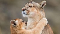 Foto anak puma yang sedang memeluk ibunya diambil Eshel di Patagonia, Chili. Fotonya ini ditampilkan dalam Travel Photography of The Year 2019, serta mendapat penghargaan dan dikatakan Sangat terpuji (Amit Eshel/instagram)