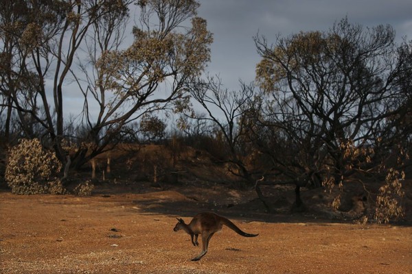 Melihat kondisi saat ini, para ilmuwan khawatir akan banyak spesies yang terancam punah, termasuk koala, kakatua hitam, dan dunnart (hewan marsupial sejenis tikus). (Foto: Getty Images) Melihat kondisi saat ini, para ilmuwan khawatir akan banyak spesies yang terancam punah, termasuk koala, kakatua hitam, dan dunnart (hewan marsupial sejenis tikus). (Foto: Getty Images)