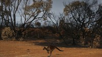 Melihat kondisi saat ini, para ilmuwan khawatir akan banyak spesies yang terancam punah, termasuk koala, kakatua hitam, dan dunnart (hewan marsupial sejenis tikus). (Foto: Getty Images)