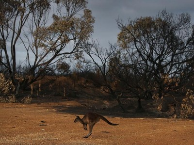 Dulu Indah, Pulau Kanguru Kini bak Pulau Mati