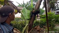 Buah pisang yang muncul di tengah-tengah batang itu diperkirakan berumur satu bulan.